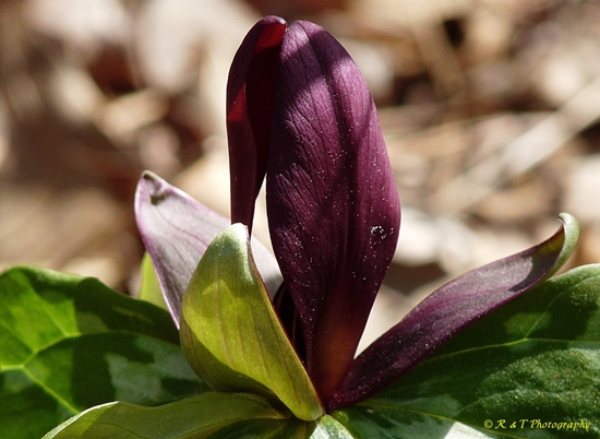 {Trillium cuneatum}